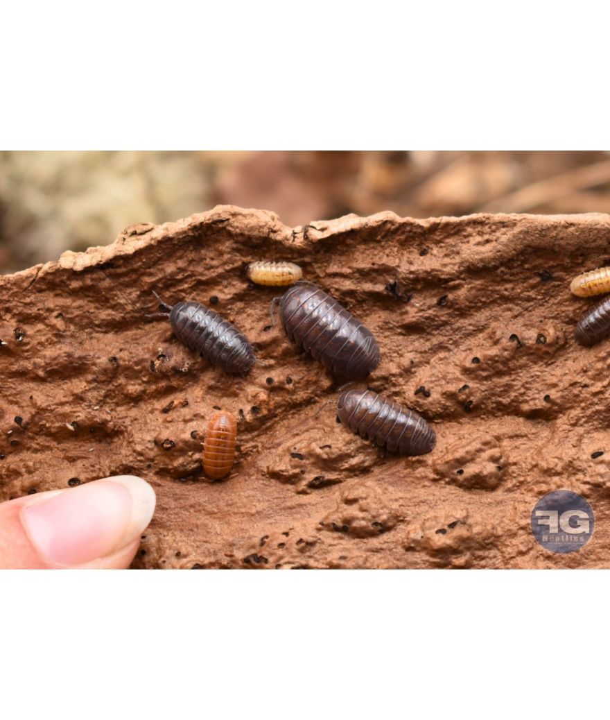 Armadillidium vulgare « Santa Lucia »