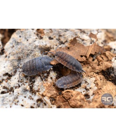 Porcellio scaber « lava »