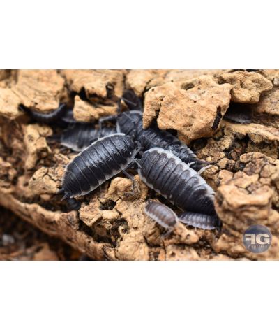 Porcellio flavoscinctus "Sevilla"