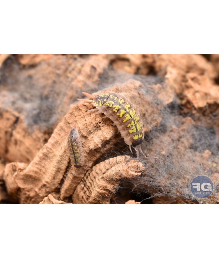 Porcellio sp "Red Uropods"