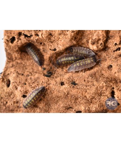 Porcellio sp "Red Uropods"