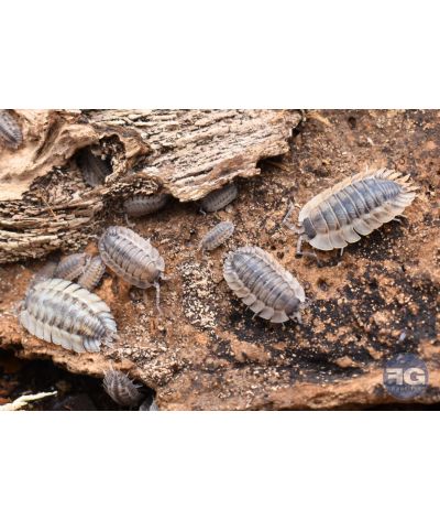 Porcellio spatulatus "coros"