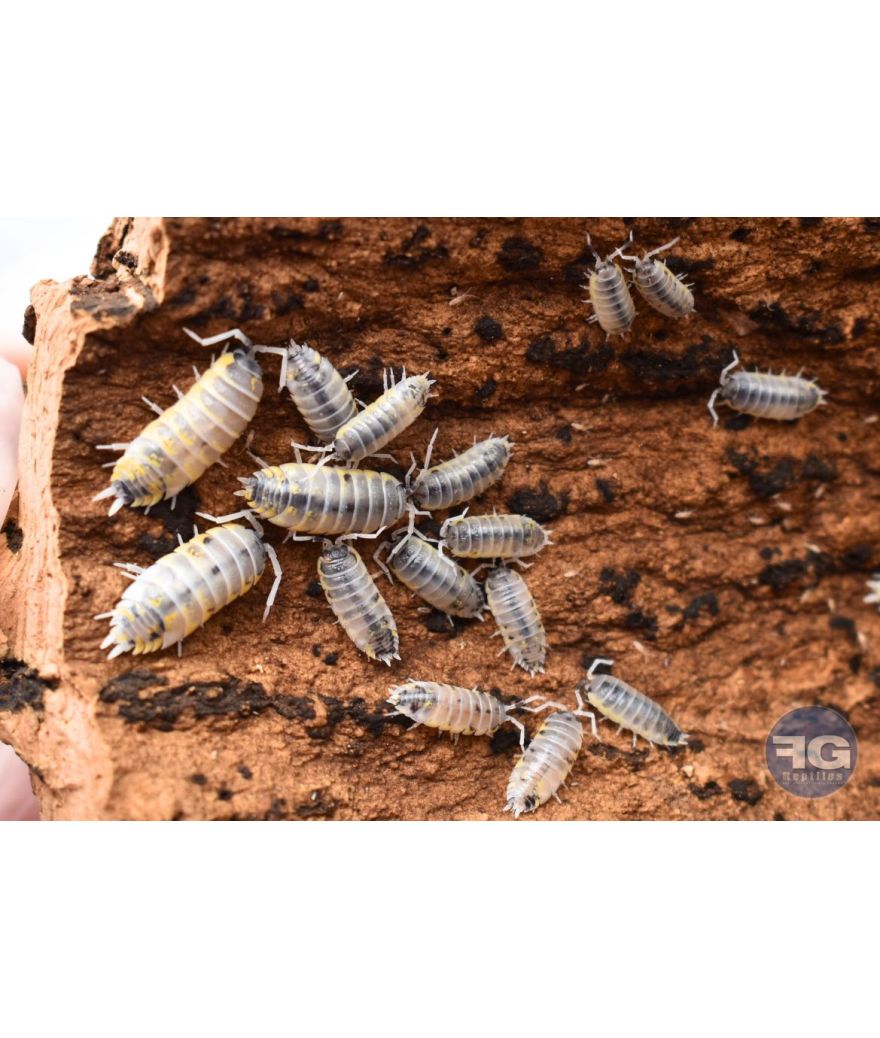 Porcellio ornatus « witch’s brew »