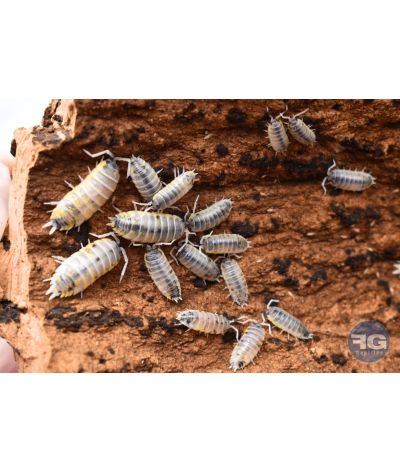 Porcellio ornatus « witch’s brew »