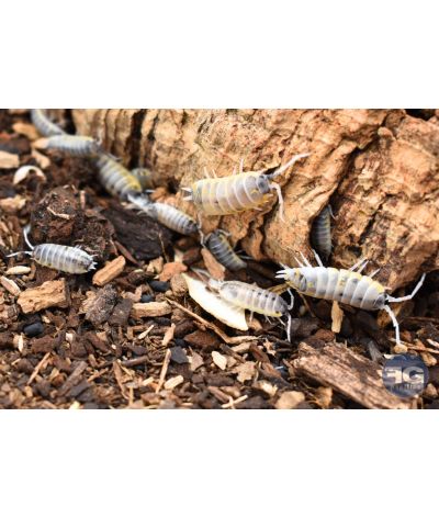 Porcellio ornatus « witch’s brew »