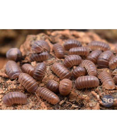 Armadillo officinalis « brick red »