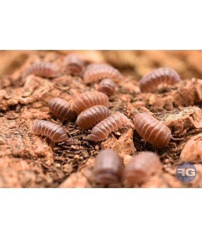 Armadillo officinalis « brick red »
