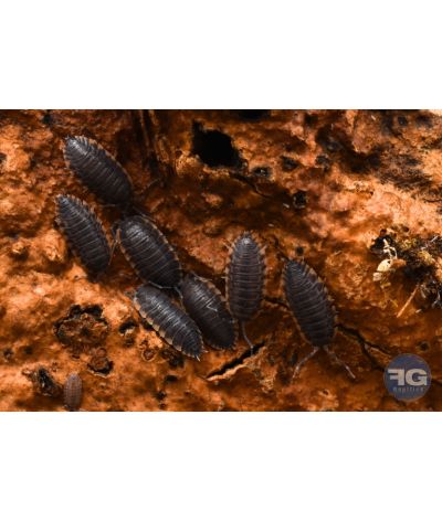 Trachlipus caucasius