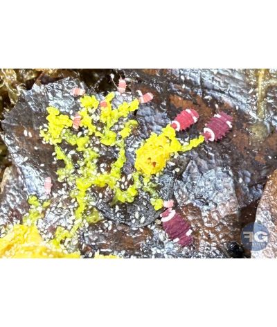 Collembole Neanuridae « RFW » Santa Claus