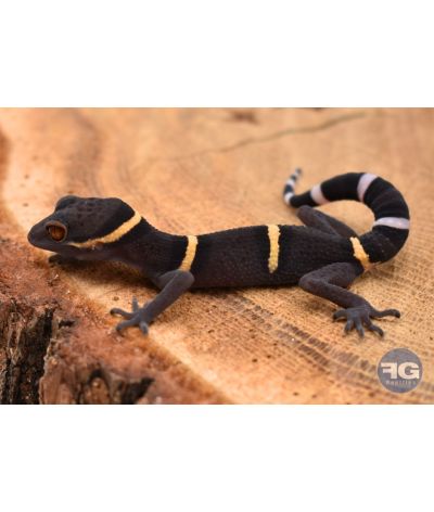Goniurosaurus lichtenfelderi juvénile
