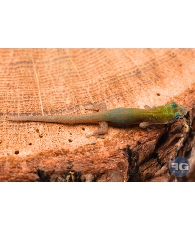 Phelsuma laticauda "Blue"