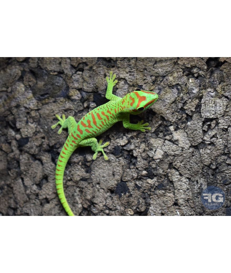 Phelsuma grandis High red - Jeune non sexé