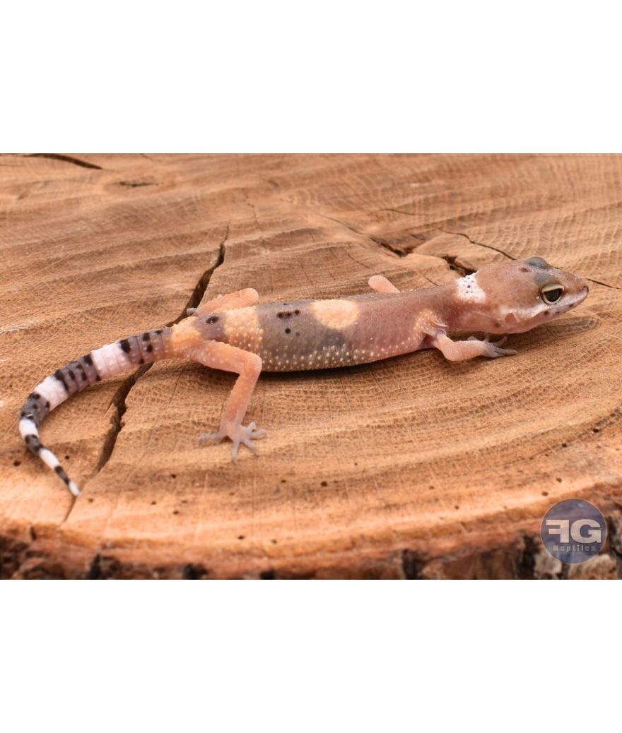 Eublepharis macularis Hypo Non sexé 2026