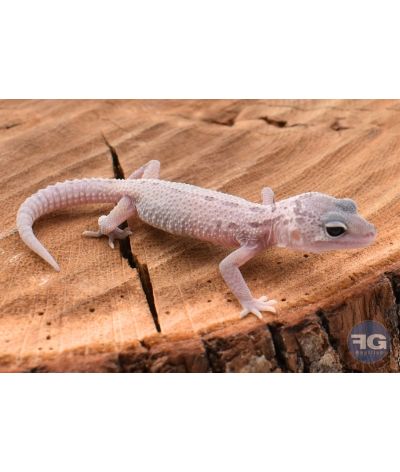Eublepharis macularis Mack Snow murphy Non sexé 2026