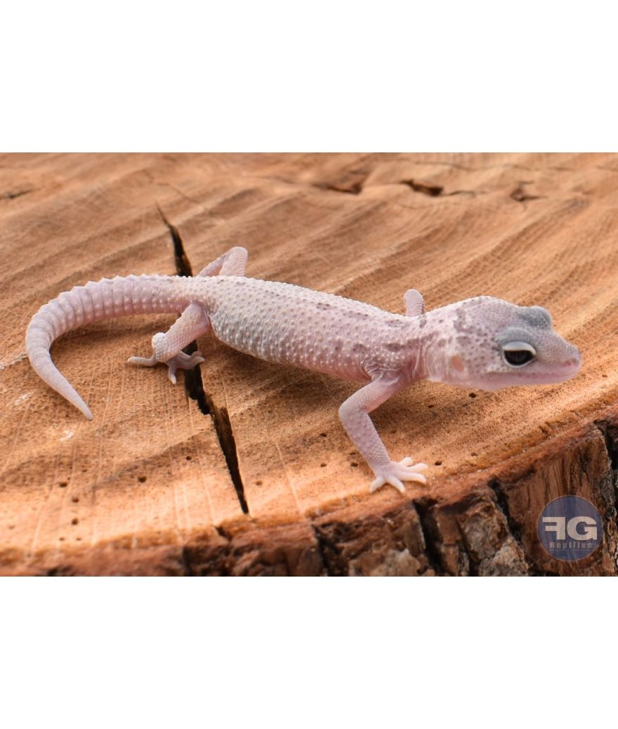 Eublepharis macularis Mack Snow murphy Non sexé 2026