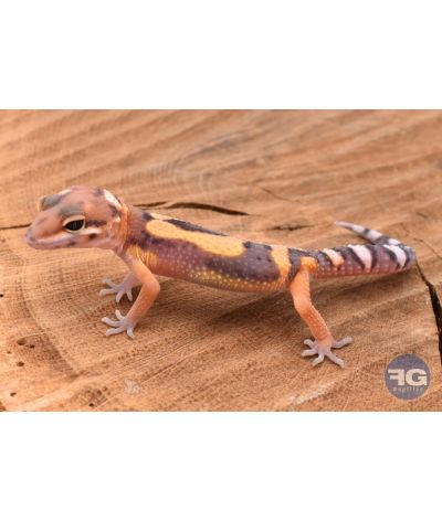 Eublepharis macularis Tangerine Designer Non sexé 2026