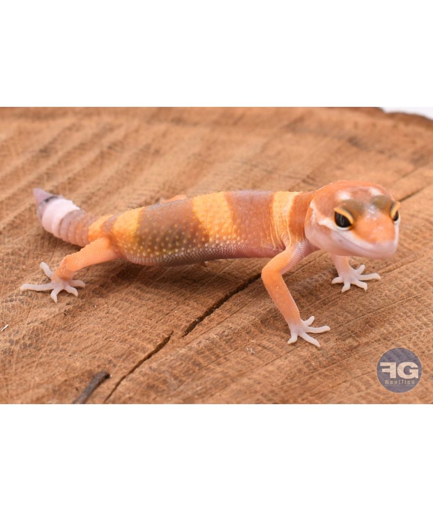 Eublepharis macularis Tremper (queue de repousse) Non sexé 2026