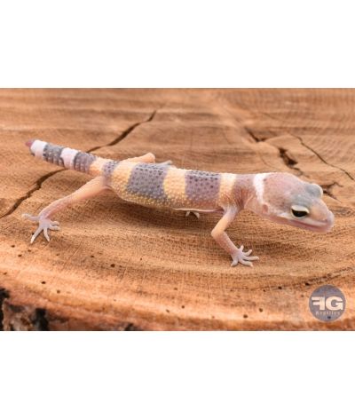 Eublepharis macularis Classique (queue de repousse) Non sexé 2026