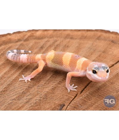 Eublepharis macularis Hypo Tangerine Non sexé 2026