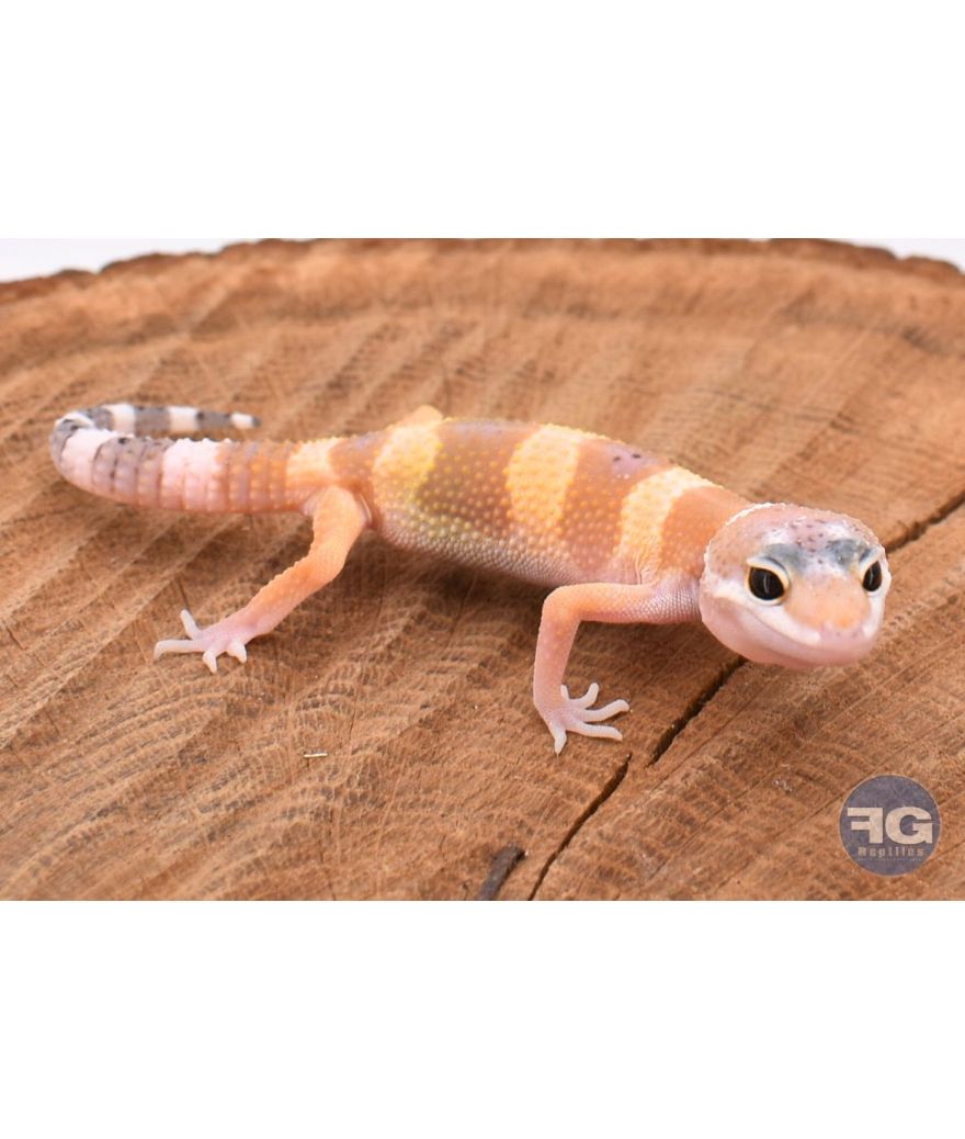 Eublepharis macularis Hypo Tangerine Non sexé 2026