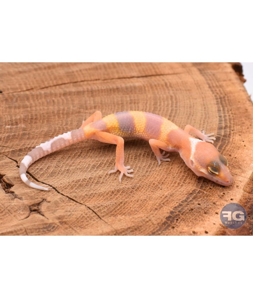 Eublepharis macularis Tremper Non sexé 2026