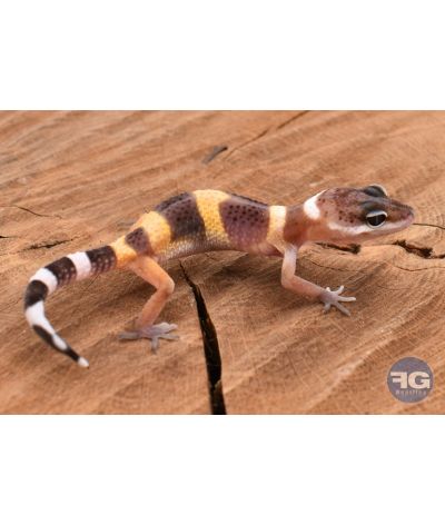Eublepharis macularis Classique Non sexé 2026