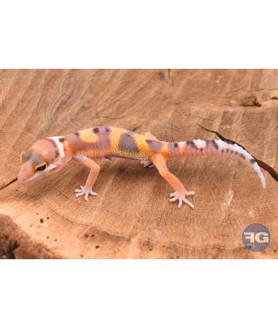 Eublepharis macularis Tangerine Non sexé 2026