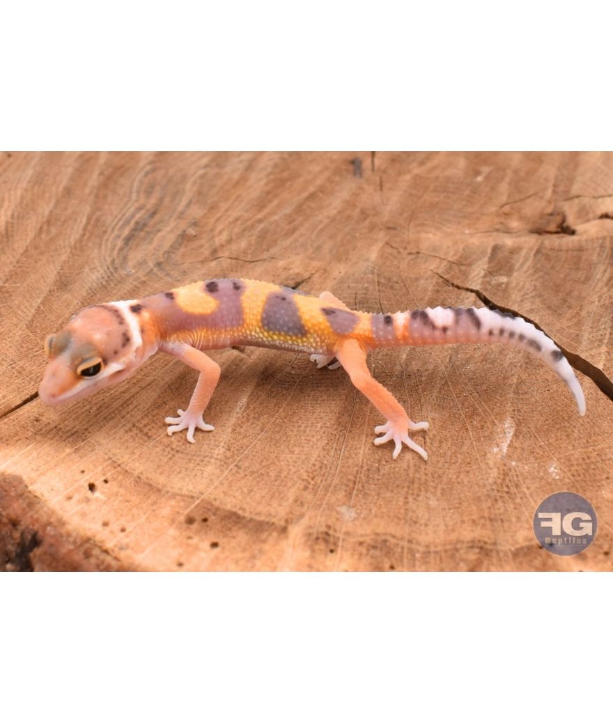 Eublepharis macularis Tangerine Non sexé 2026