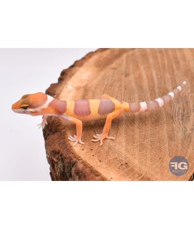 Eublepharis macularis Tremper Non sexé 2026