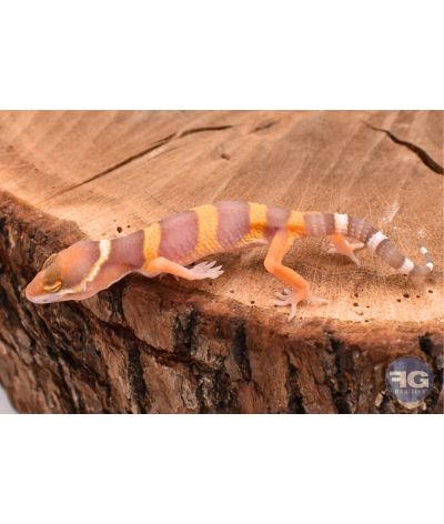 Eublepharis macularis Tremper Non sexé 2026