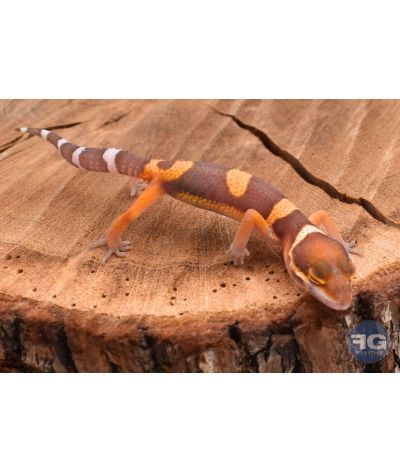 Eublepharis macularis Tangerine Tremper Non sexé 2026