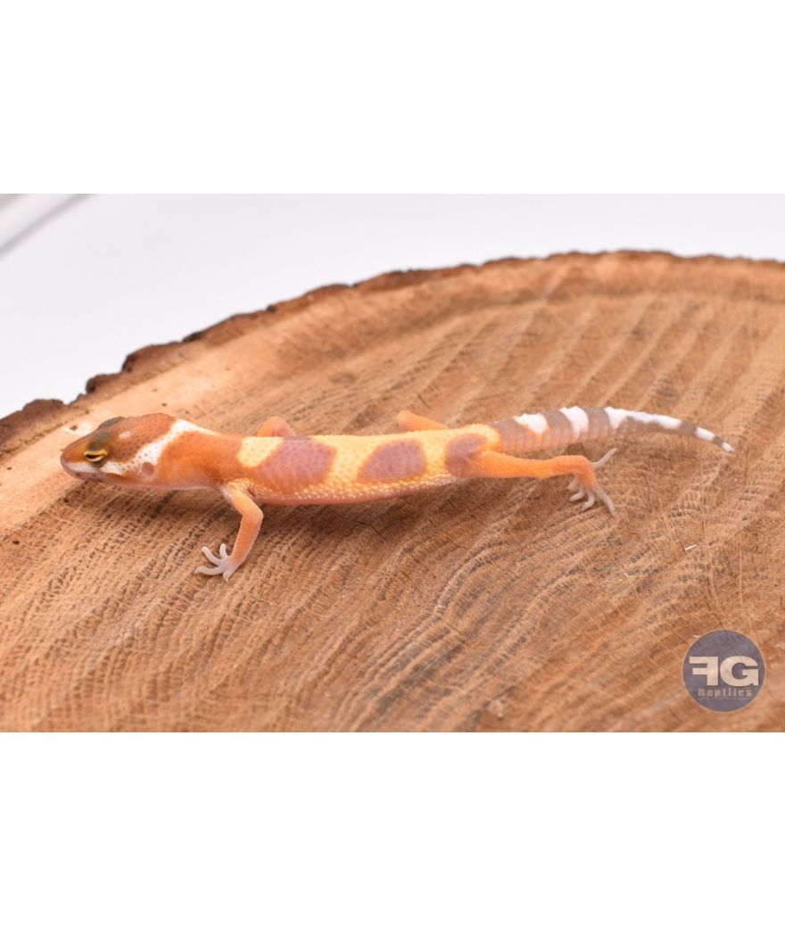 Eublepharis macularis Tremper Non sexé 2026