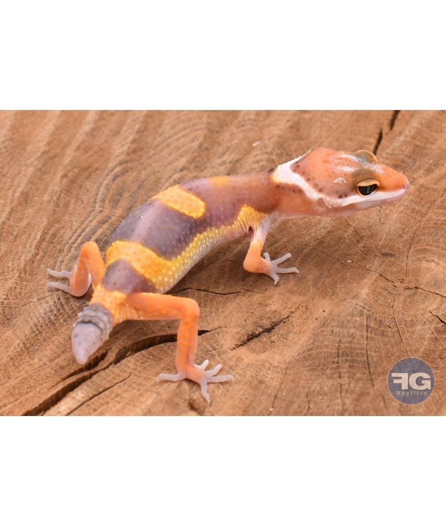 Eublepharis macularis Tremper (queue de repousse) Non sexé 2026