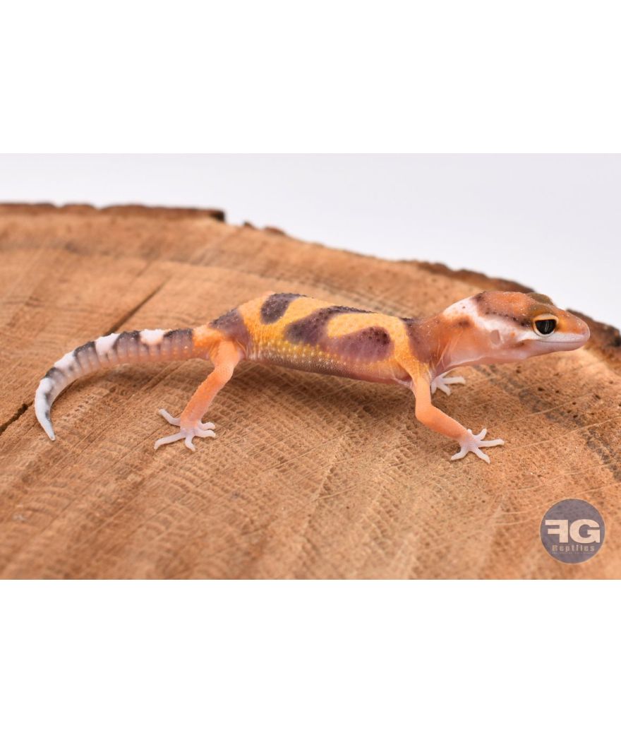 Eublepharis macularis Tangerine Non sexé 2026