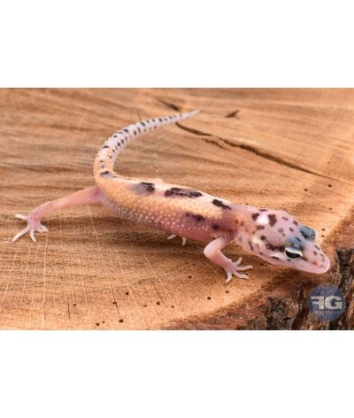 Eublepharis macularis Mack Snow Eclipse Non sexé 2026