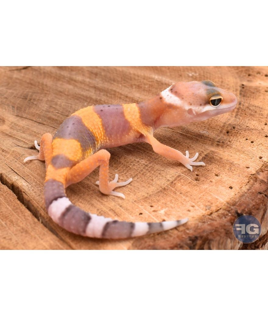Eublepharis macularis Tangerine Non sexé 2026