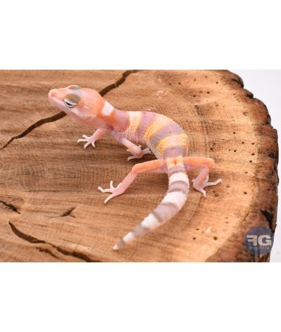 Eublepharis macularis Tremper W&Y Non sexé 2026