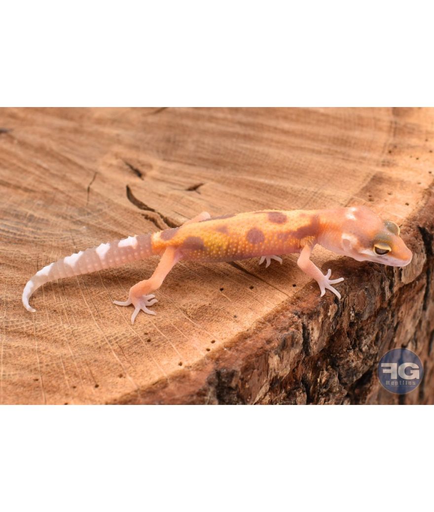 Eublepharis macularis Tremper Designer Non sexé 2026