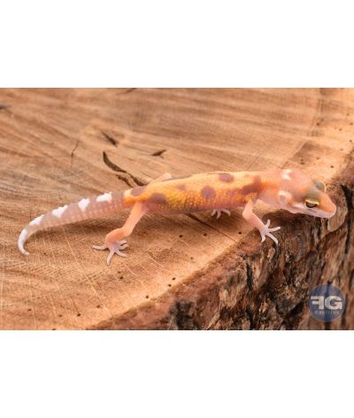 Eublepharis macularis Tremper Designer Non sexé 2026