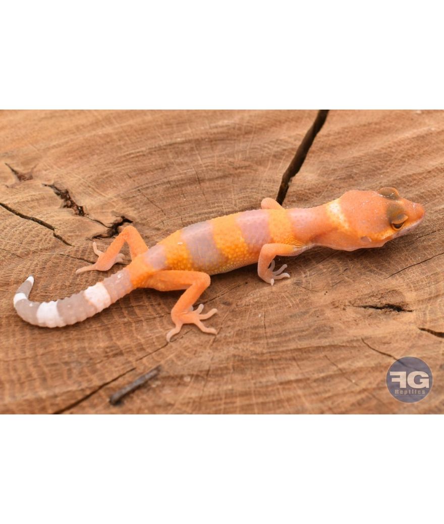 Eublepharis macularis Tangerine Non sexé 2026