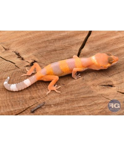 Eublepharis macularis Tangerine Non sexé 2026