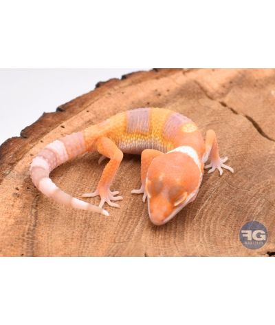 Eublepharis macularis Sunglow Non sexé 2026