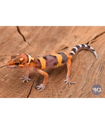 Eublepharis macularis Tangerine Non sexé 2026