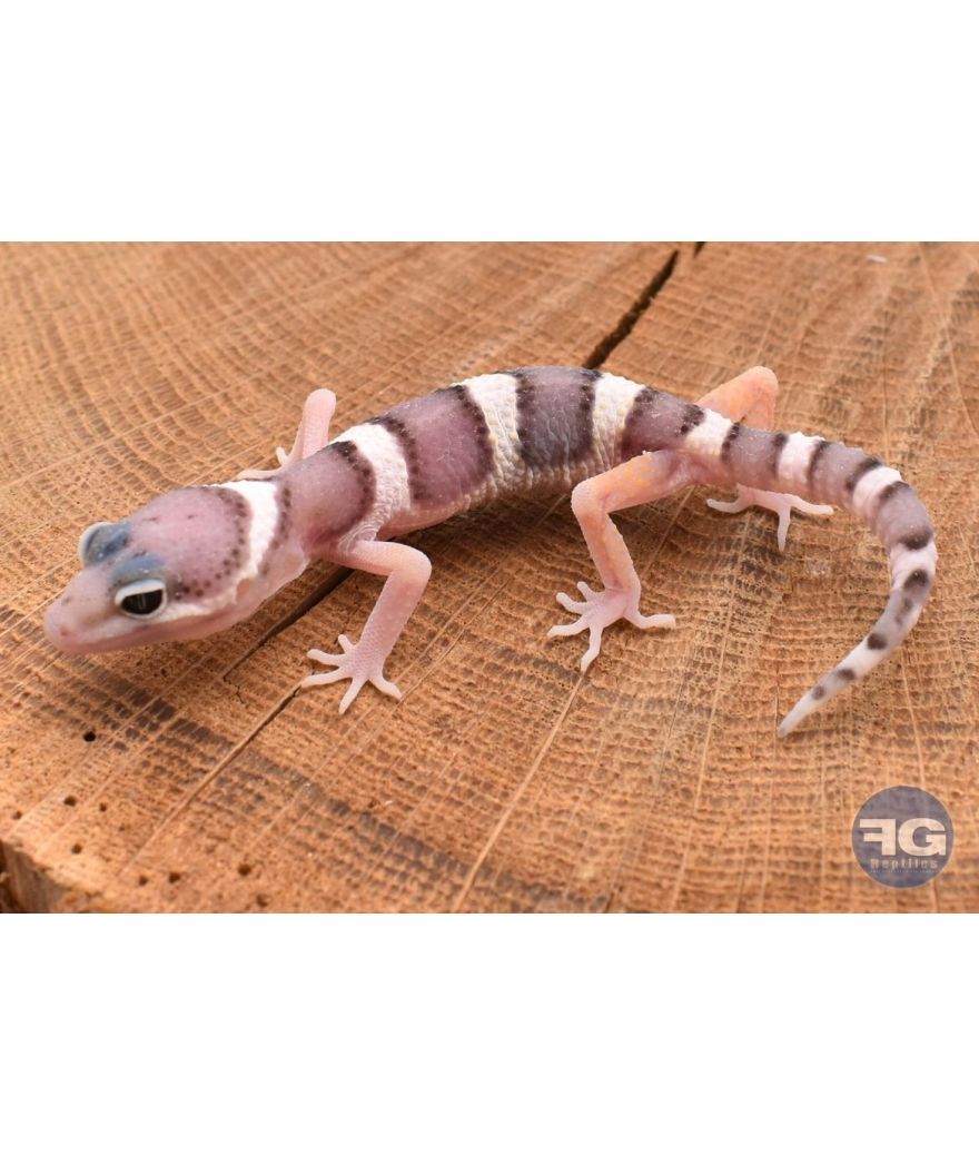 Eublepharis macularis Mack Snow Non sexé 2026