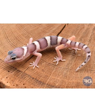 Eublepharis macularis Mack Snow Non sexé 2026