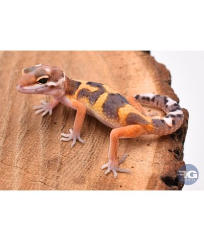 Eublepharis macularis Tangerine Designer Non sexé 2026