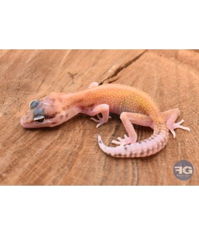 Eublepharis macularis Mack Snow eclipse Non sexé 2026