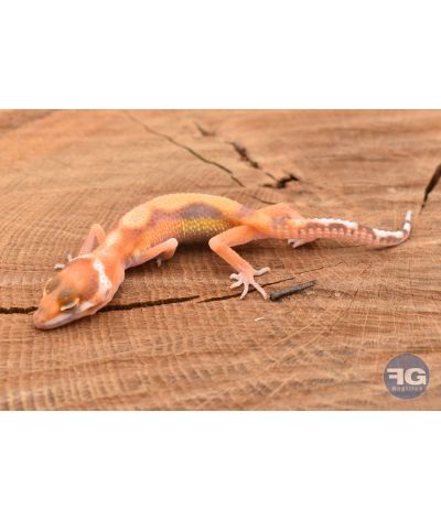 Eublepharis macularis Tremper Designer Non sexé 2026