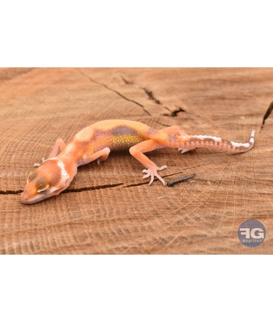 Eublepharis macularis Tremper Designer Non sexé 2026