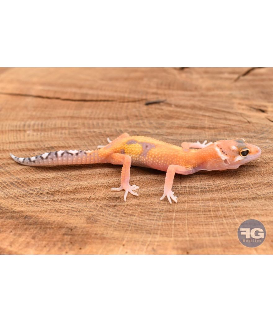 Eublepharis macularis Tangerine Tremper Designer Non sexé 2026